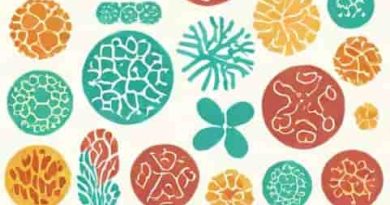 Ultrastructure And Morphological Classification Of Bacteria