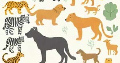 What Is The Difference Between Species And Subspecies