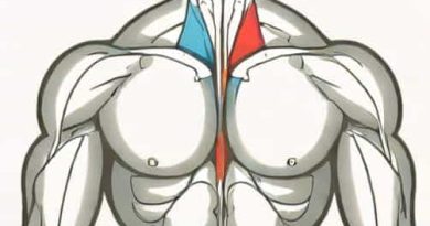 Your Trapezius And Rhomboid Muscles Are Located Where