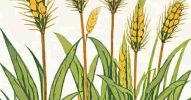New World Bulrush Cob