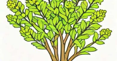 Valerian Root In Yoruba